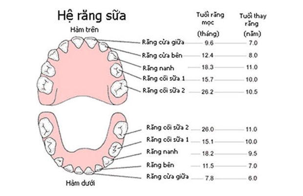 Thời gian mọc - thay răng của trẻ mà phụ huynh cần chú ý để nhổ răng sữa cho trẻ 
